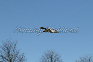 Fliegende Gans - ImageShop