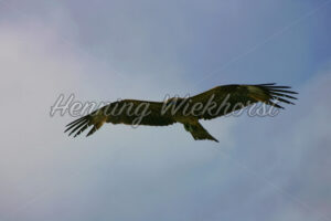 Fliegender Hong Kong Adler - ImageShop