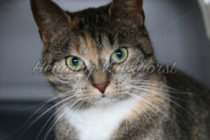 Fragender Blick einer Hauskatze - ImageShop