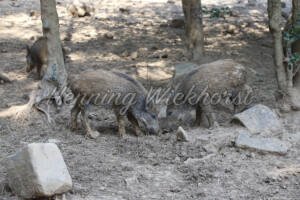 Fressende Wildschweine - ImageShop Online
