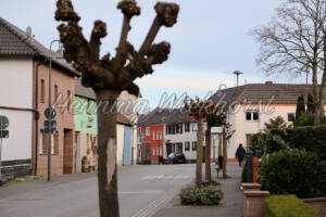 Fritzdorf (12) – Geschnittener Baum - ImageShop Online