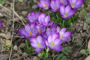 Frühe Krokusse im Beet - ImageShop