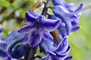 Frühlingsblüten - ImageShop