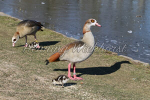 Gans und Erpel mit Kücken - ImageShop