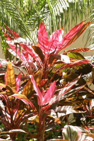 Gartenpflanzen in Hong Kong - ImageShop