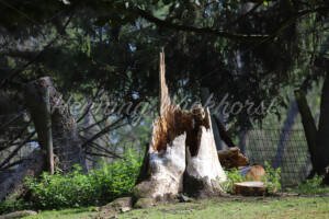 Geborstener Baumstumpf - ImageShop Online