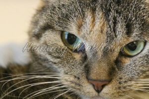 Geheimnisvoller Katzenblick - ImageShop