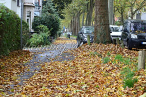 Gehweg unter Laub - ImageShop