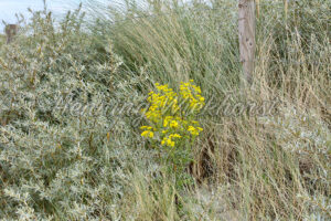 Gelbe Blume im Dünen-Gras - ImageShop