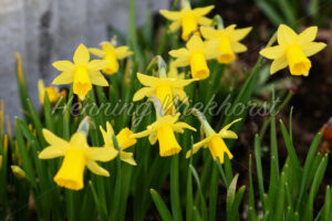 Gelbe Osterglöckchen - ImageShop