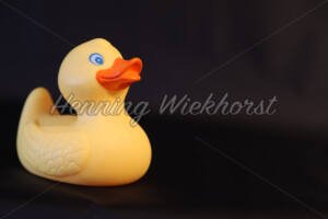 Gelbes Quitsche Entchen - ImageShop Online