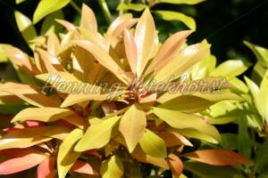 Gelbliche Blüte ganz nahe - ImageShop Online