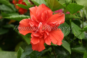 Geranien-Blüte - ImageShop