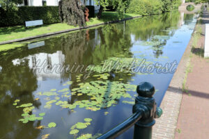 Gracht mit Seerosen in Den Haag - ImageShop