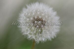 Großaufnahme einer Pusteblume - ImageShop