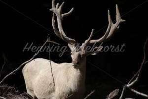 Grosser Hirsch im Sonnenlicht - ImageShop Online