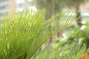 Grüne Farn-Blätter - ImageShop