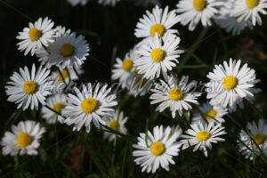 Gruppe von Gänseblümchen - ImageShop
