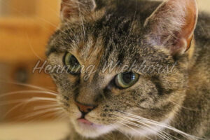 Hauskatze zeigt Zunge - ImageShop