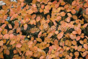 Herbstblätter als Hintergrund - ImageShop Online