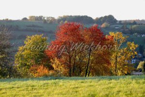 Herbstfarben am Rodderberg (3) - ImageShop Online