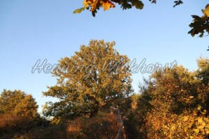 Herbstfarben am Rodderberg (5) - ImageShop Online