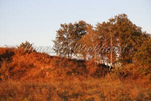 Herbstfarben am Rodderberg (7) - ImageShop Online