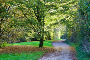 Herbstlicher Weg - ImageShop