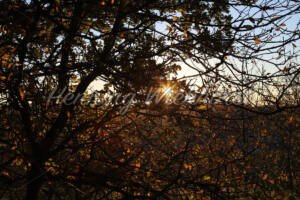 Herbstsonne hinter einem Busch - ImageShop Online