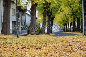 Herbststrasse in der Stadt - ImageShop Online