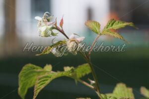 Himbeerblüten - ImageShop