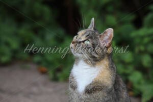Hinaufschauende Katze - ImageShop Online