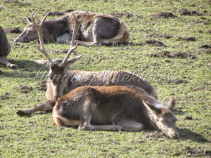 Hirsch und Rehe liegen auf der Wiese - ImageShop