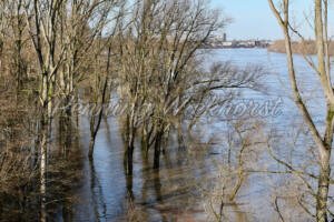 Hochwasser am Bonner Rheinufer - ImageShop Online