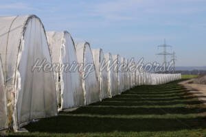 Holzem (3) – Green-House-Zelte - ImageShop Online