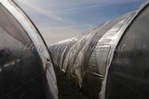 Holzem (4) – Zwischen den Green-House-Zelten - ImageShop Online