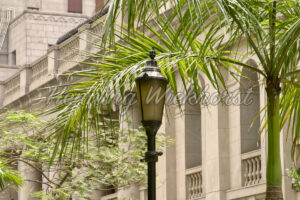 Hong Kong: Palmen und Laterne - ImageShop