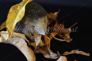 Igel im Laub - ImageShop Online
