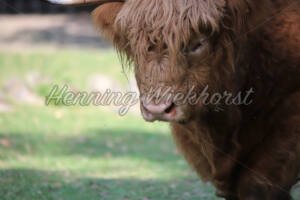Im Blick des Bisons - ImageShop Online