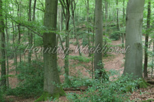 Im grünen Wald - ImageShop