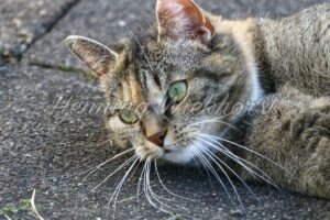 Immer wachsame Katze - ImageShop