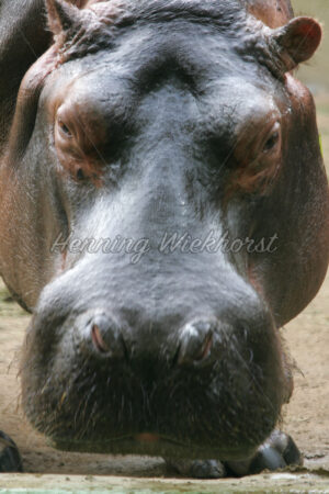 In Angesicht des Nilpferdes - ImageShop