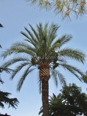 Italienische Palme unter Palmen - ImageShop