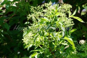 Junge Holunderblüten - ImageShop Online