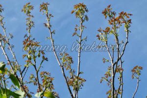 Junge Walnusstriebe vor blauem Himmel - ImageShop Online