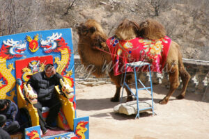 Kameltreiber in China warted auf Kundschaft - ImageShop