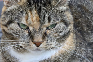 Katzengesicht - ImageShop