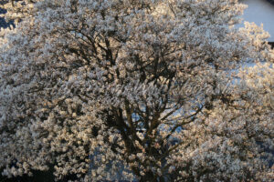 Kirschbaum in Blüte - ImageShop