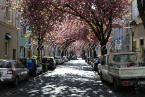 Kirschbaumblüte in Bonn - ImageShop