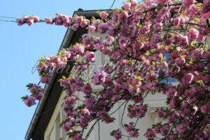 Kirschbaumblüten - ImageShop